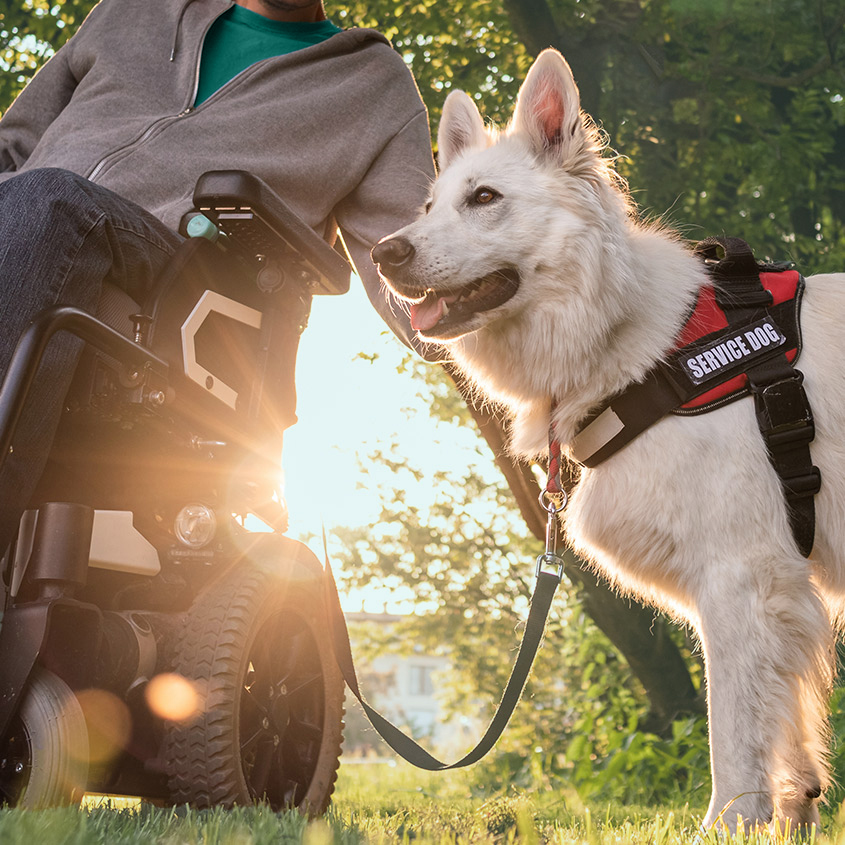 Service dog wearing a red harness standing beside a person in a wheelchair outdoors on a sunny day.