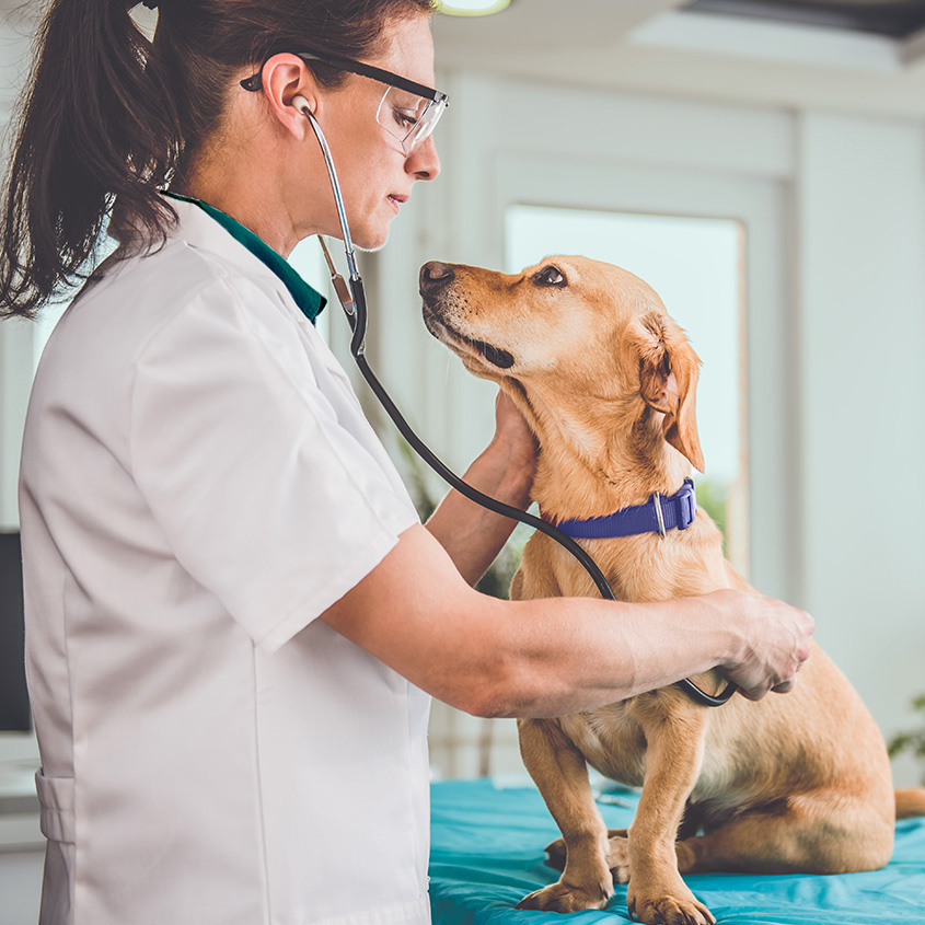 Veterinarian using a stethoscope to examine a dog wearing a blue collar on an exam table in a bright clinic.